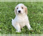 Small Photo #5 Labradoodle Puppy For Sale in CANON, GA, USA