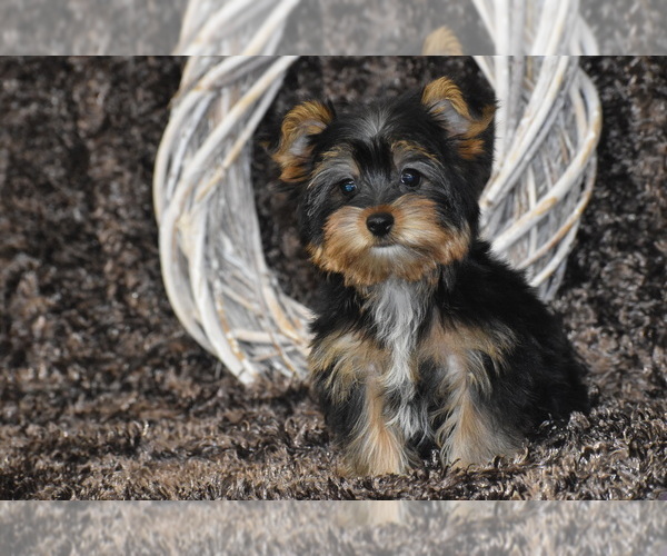Medium Photo #2 Yorkshire Terrier Puppy For Sale in ELDORADO, OH, USA