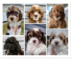 Cavapoo Litter for sale in HYRUM, UT, USA