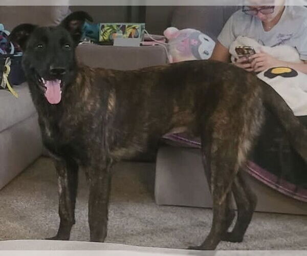 Medium Photo #3 Dutch Shepherd -Unknown Mix Puppy For Sale in West Palm Beach, FL, USA