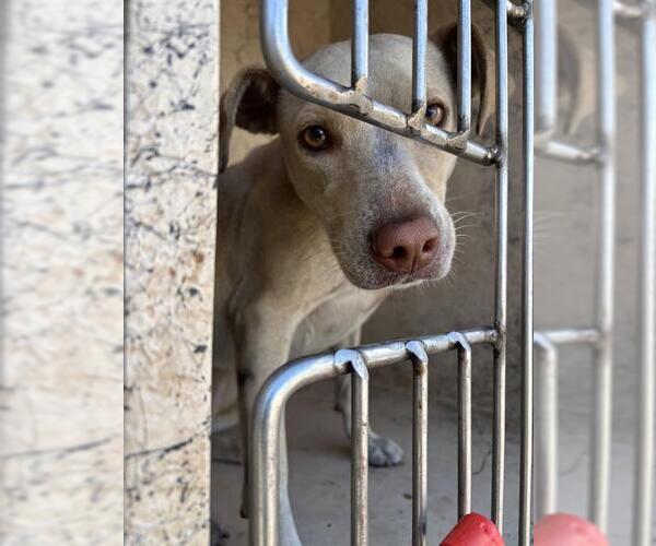 Medium Photo #1 American Pit Bull Terrier-Unknown Mix Puppy For Sale in Oklahoma City, OK, USA