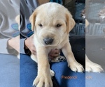 Small Photo #7 Labrador Retriever Puppy For Sale in APOSTLE ISLANDS NATIONAL LAK, WI, USA