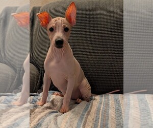 American Hairless Terrier Puppy for sale in PHOENIX, AZ, USA
