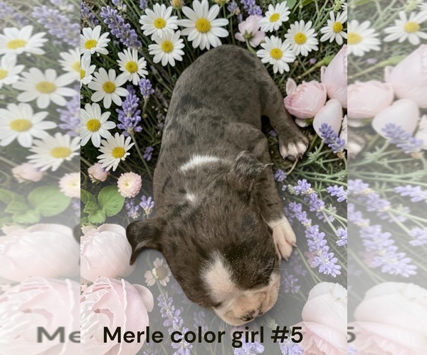 Medium Photo #6 Boston Terrier Puppy For Sale in MONTPELIER, OH, USA