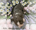 Small #5 Boston Terrier