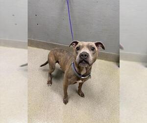 Mutt Dogs for adoption in Las Vegas, NV, USA