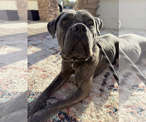 Medium Photo #5 Mutt Puppy For Sale in Goodyear, AZ, USA