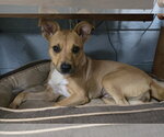 Small #4 American Pit Bull Terrier-Carolina Dog Mix