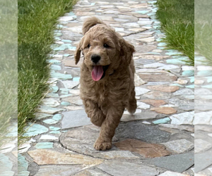 Goldendoodle (Miniature) Puppy for sale in ROY, UT, USA