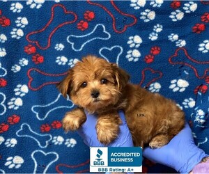 Yorkshire Terrier Puppy for sale in WINNSBORO, LA, USA