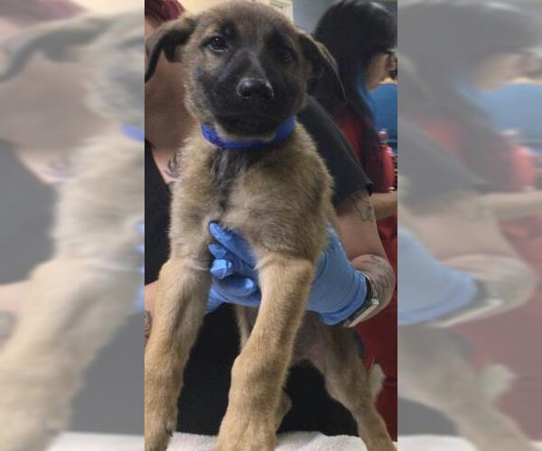 Medium Photo #1 German Shepherd Dog Puppy For Sale in Riverside, CA, USA