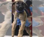 Small German Shepherd Dog