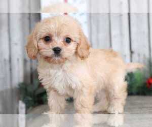 Cavachon Puppy for sale in MOUNT VERNON, OH, USA