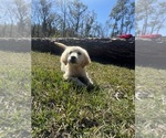 Small Photo #3 English Cream Golden Retriever Puppy For Sale in BROOKSVILLE, FL, USA