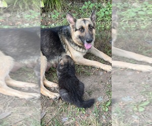 Mother of the German Shepherd Dog puppies born on 07/27/2026