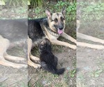 Small Photo #1 German Shepherd Dog Puppy For Sale in ARMSTRONG, MO, USA