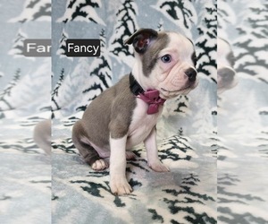 Boston Terrier Puppy for sale in MINERAL WELLS, WV, USA