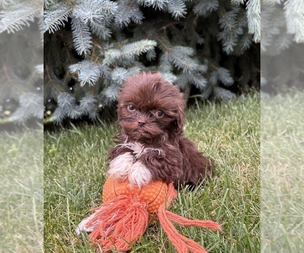 Medium Photo #1 Shih Tzu Puppy For Sale in MIDDLEBURY, IN, USA