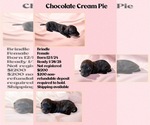 Puppy Chocolate Cream Dachshund