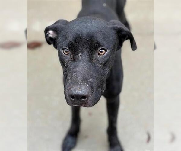 Medium Photo #2 American Pit Bull Terrier-Labrador Retriever Mix Puppy For Sale in Tulsa, OK, USA