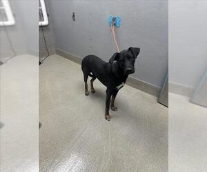 Medium German Shepherd Dog Mix