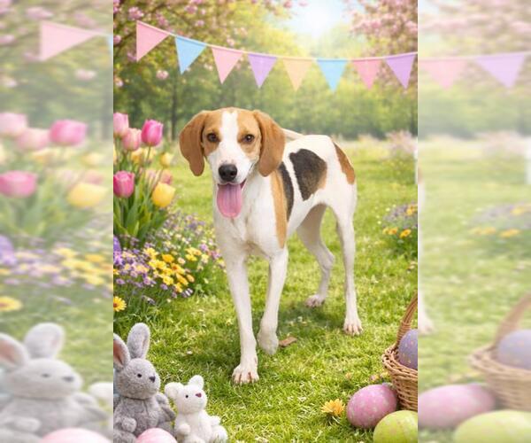 Medium Photo #1 Mutt Puppy For Sale in Shelburne, VT, USA