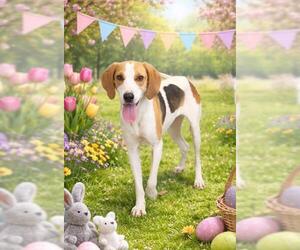 Mutt Dogs for adoption in Shelburne, VT, USA