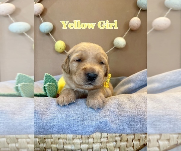Medium Photo #6 Golden Retriever Puppy For Sale in PEORIA, AZ, USA