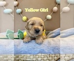 Small Photo #6 Golden Retriever Puppy For Sale in PEORIA, AZ, USA