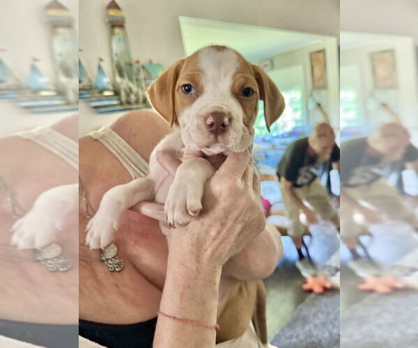 Medium Photo #9 American Staffordshire Terrier-Unknown Mix Puppy For Sale in Brewster, NY, USA