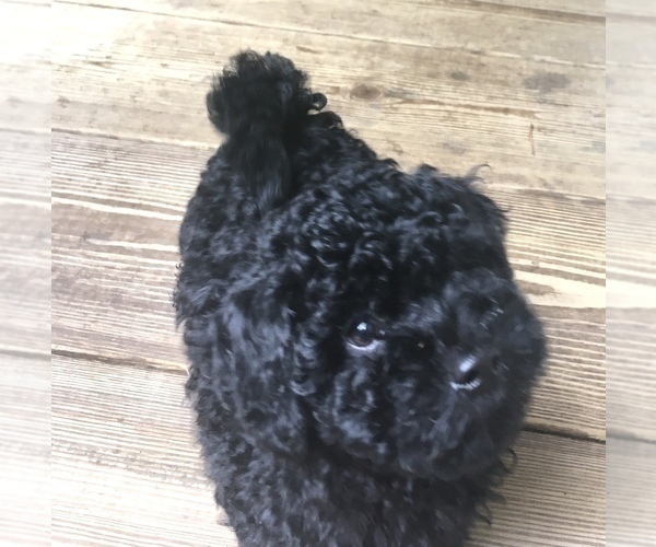 Medium Photo #4 Maltipoo Puppy For Sale in CANTON, GA, USA