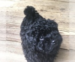 Small Photo #4 Maltipoo Puppy For Sale in CANTON, GA, USA