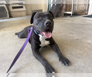 Mutt Dogs for adoption in McKinleyville, CA, USA