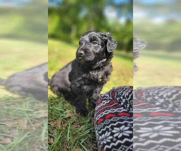 Medium Photo #7 Aussiedoodle Puppy For Sale in CONWAY, SC, USA