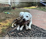 Small #3 Labrador Retriever Mix