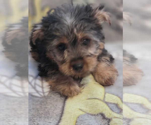 Medium Photo #9 Yorkshire Terrier Puppy For Sale in AKRON, OH, USA