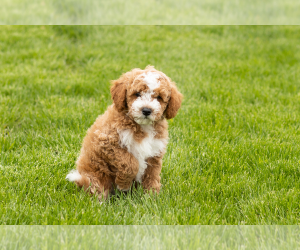 Medium Photo #4 Goldendoodle (Miniature) Puppy For Sale in WOLCOTTVILLE, IN, USA
