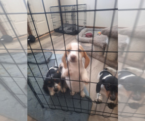 Dachshund Puppy for sale in DALTON, MN, USA