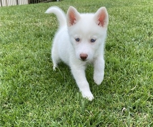 Siberian Husky Puppy for sale in IRVINE, CA, USA