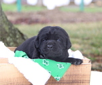 Puppy Johnson Labrador Retriever