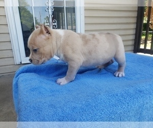 American Bully Puppy for sale in LOUISVILLE, KY, USA