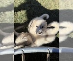 Small #1 Great Pyrenees