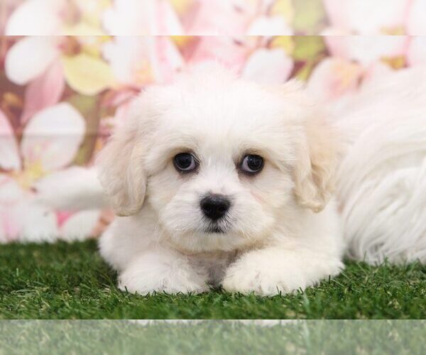 Medium Photo #2 Zuchon Puppy For Sale in MARIETTA, GA, USA