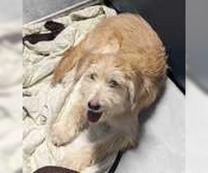 Sammy~FOSTER or FOSTER TO ADOPT NEEDED~ - Male Mutt Dog for Adoption - Photo #2