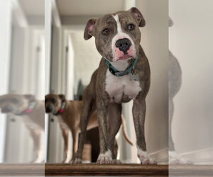 Ronnie - Male American Pit Bull Terrier Dog for Adoption - Photo #12