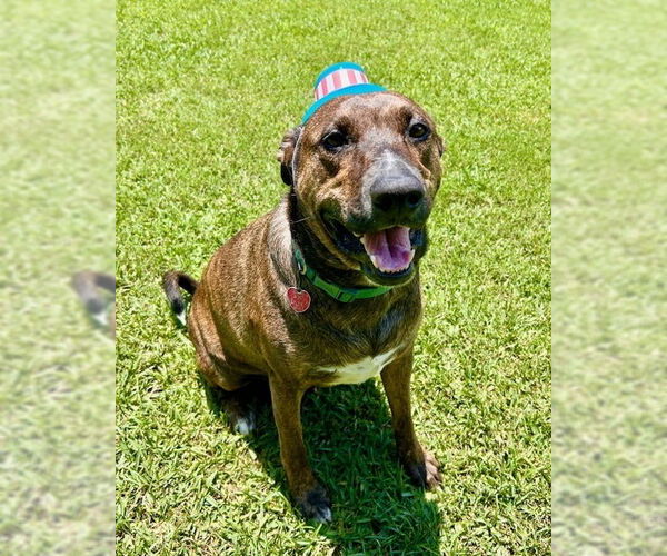 Medium Photo #13 Plott Hound-Unknown Mix Puppy For Sale in Oak Bluffs, MA, USA