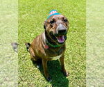 Small #12 Plott Hound Mix