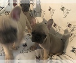 Small Photo #1 French Bulldog Puppy For Sale in NAPLES, FL, USA