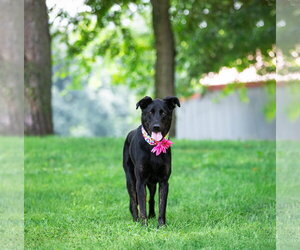 Dolly - Female German Shepherd Dog-Unknown Mix Dog for Adoption - Photo #2
