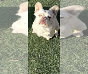 Father of the French Bulldog puppies born on 06/23/2026